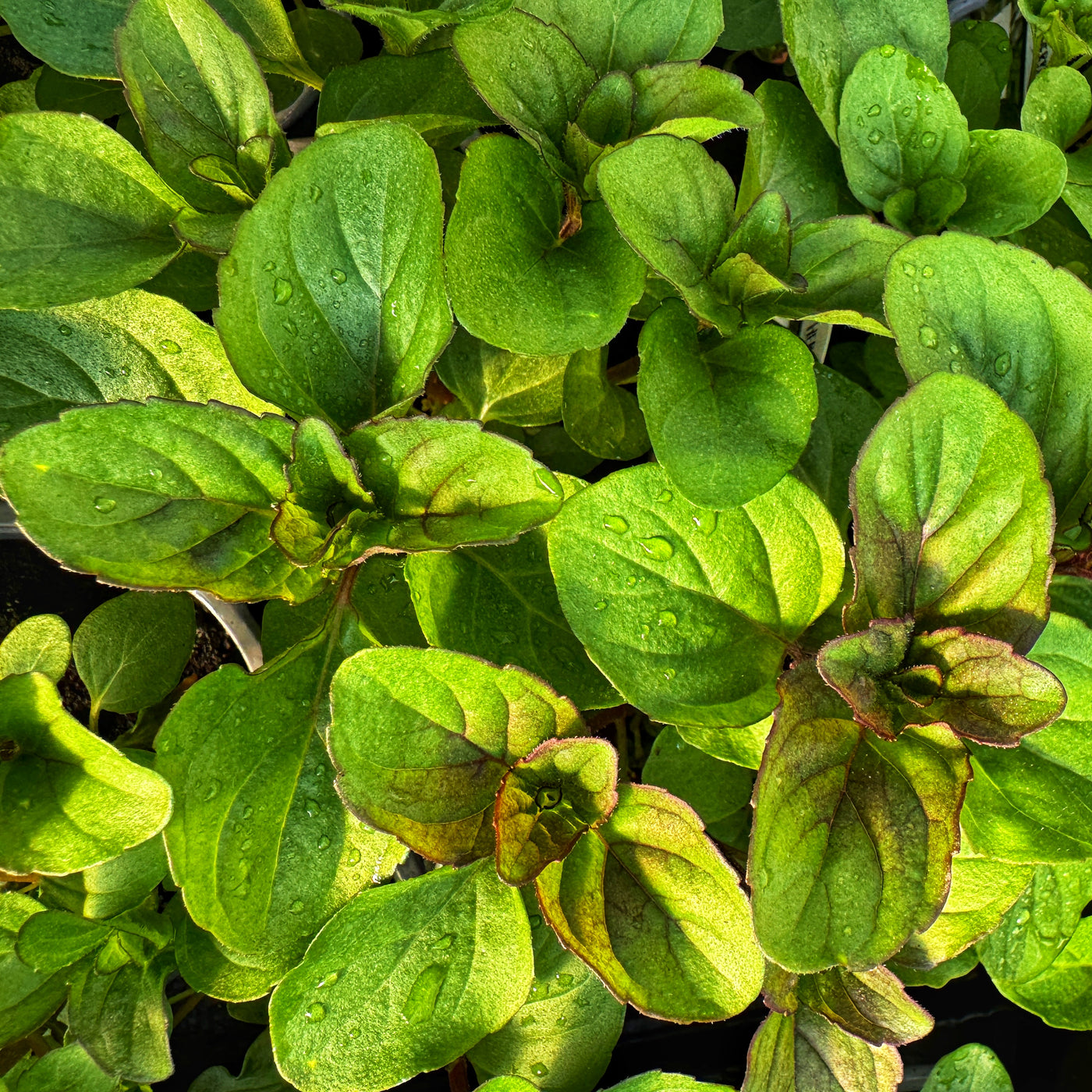 Great for herbal tea