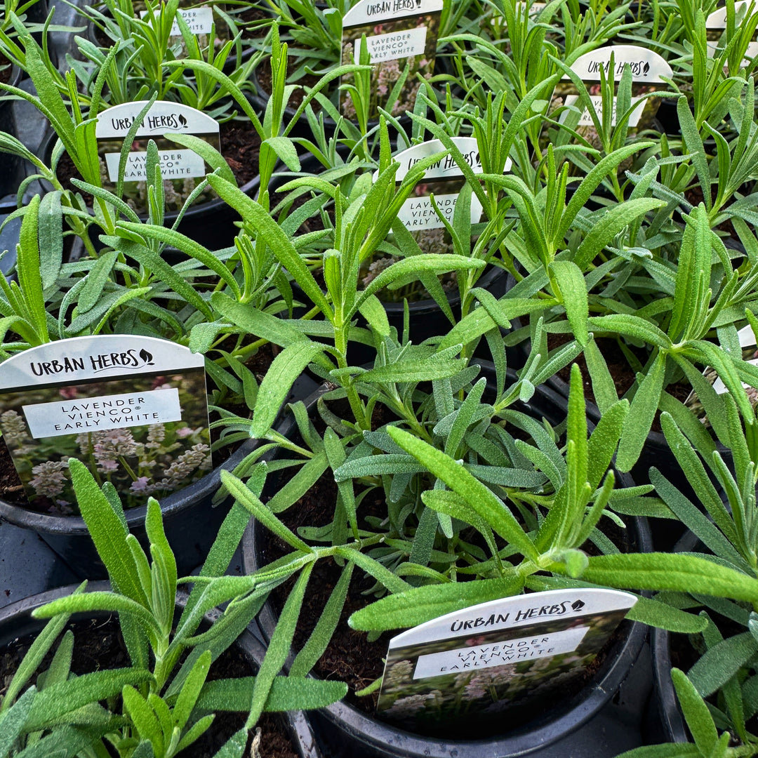 Lavender 'Vienco Early White'