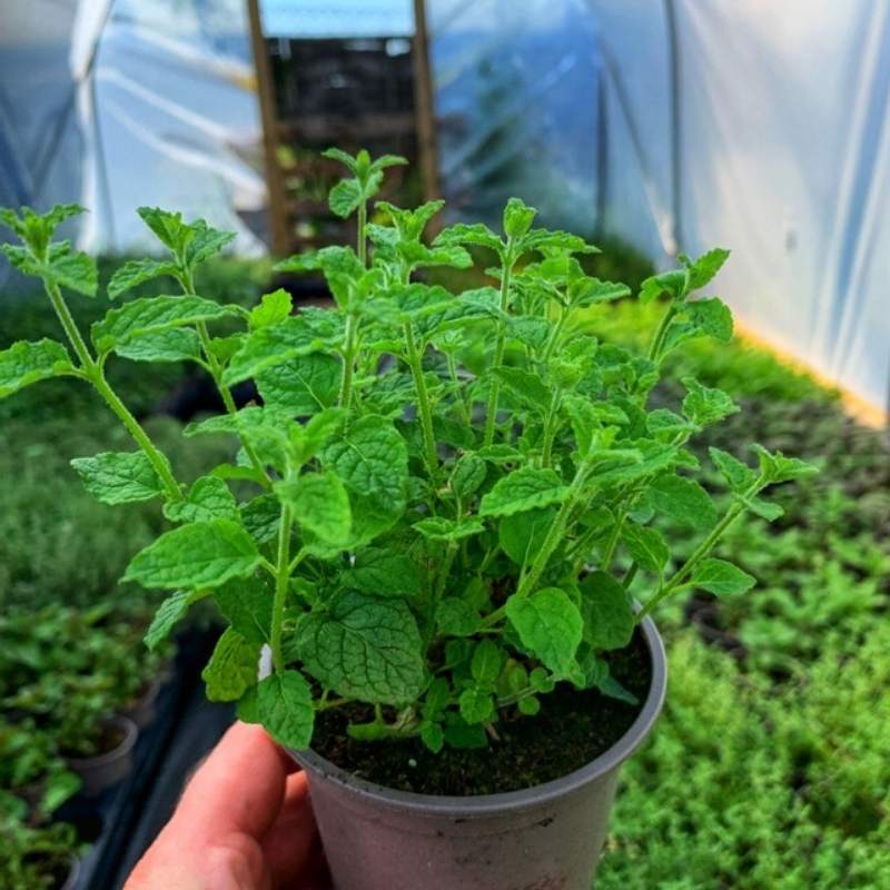 Herb Garden