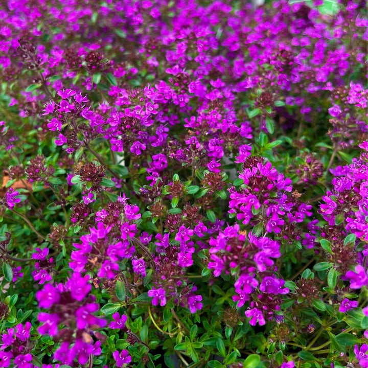 Herb Garden