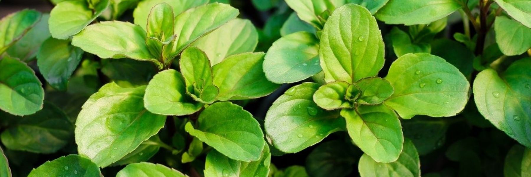 A selection of mint plants with raindrops on the leaves