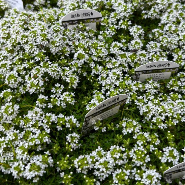 Creeping Thyme 'Snowdrift'