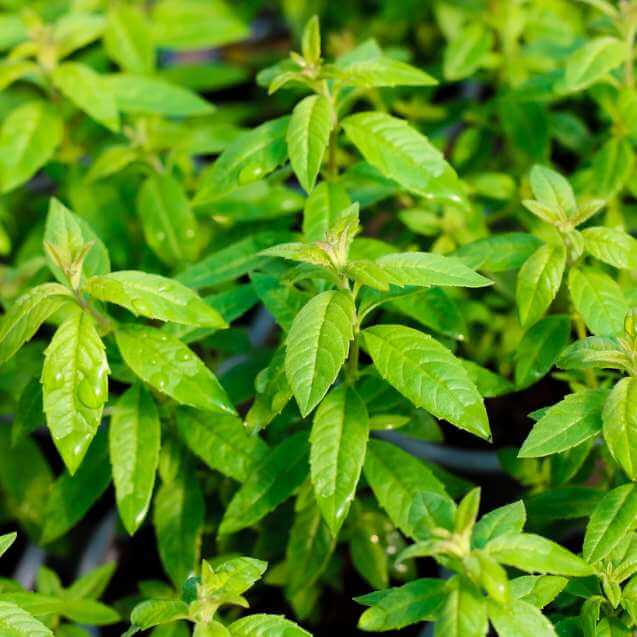 Grow extraordinary herbs