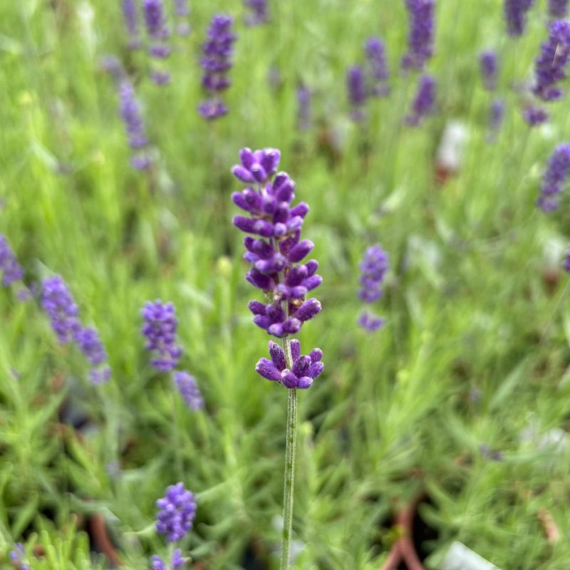 Summer Lavender Collection