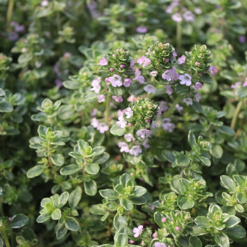 Classic Herb Garden Collection – Urban Herbs Shop