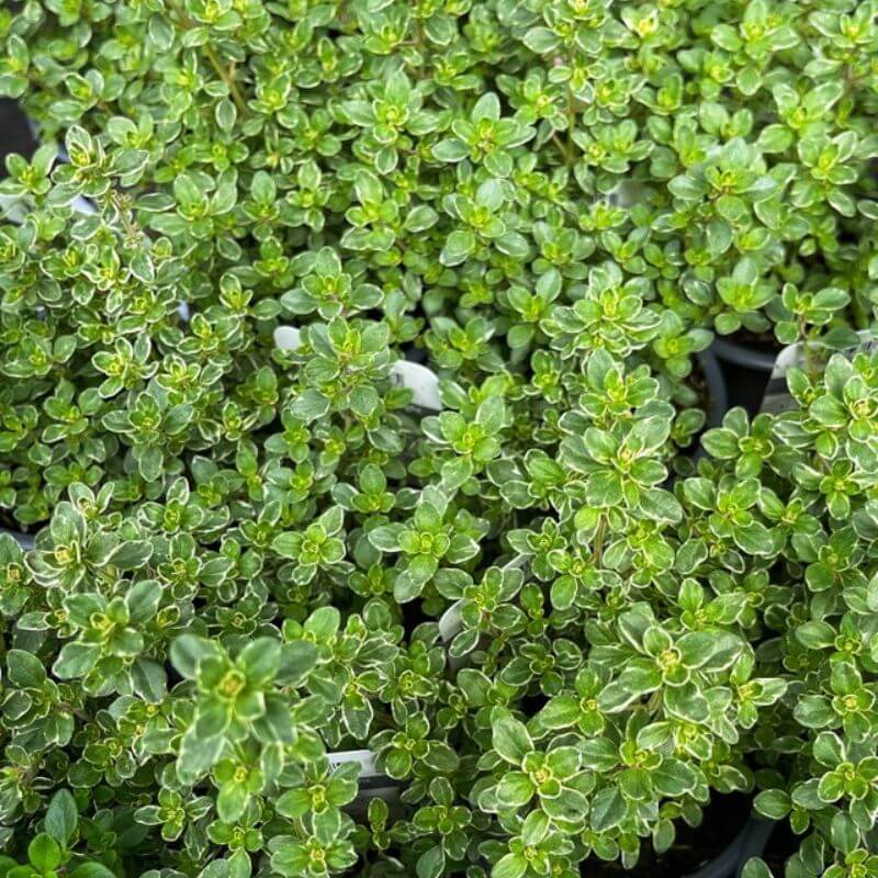 Sparkling Bright Thyme Herb Plants