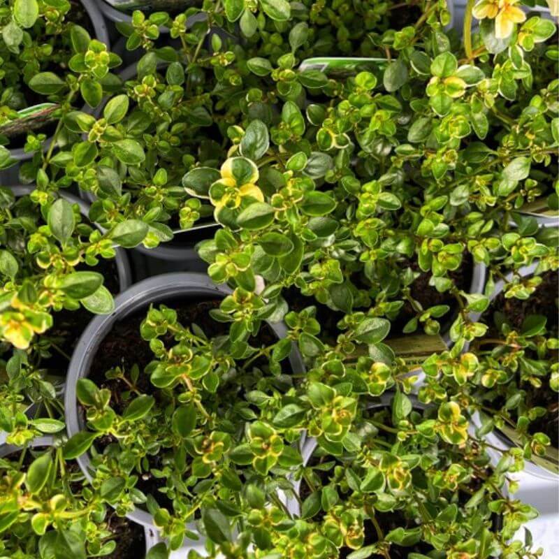 Foxley Thyme Plants
