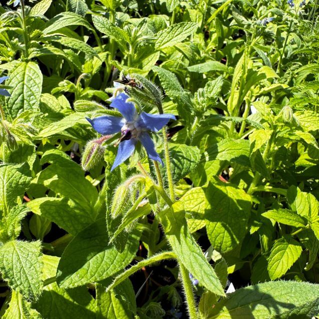Borage