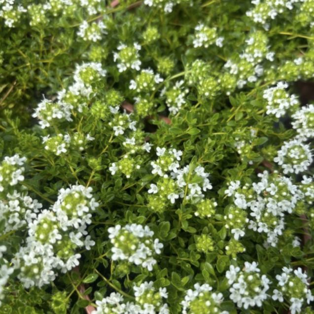 Wildlife Herb Garden Bundle