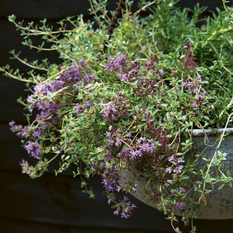 A metal planter filled with purple flowering herbs