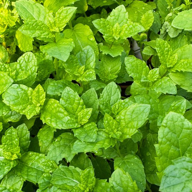 Hugo Mint