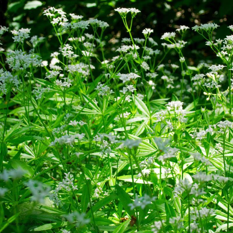 The Enchanted Herb Collection