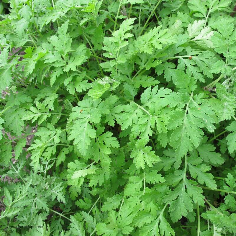 Feverfew
