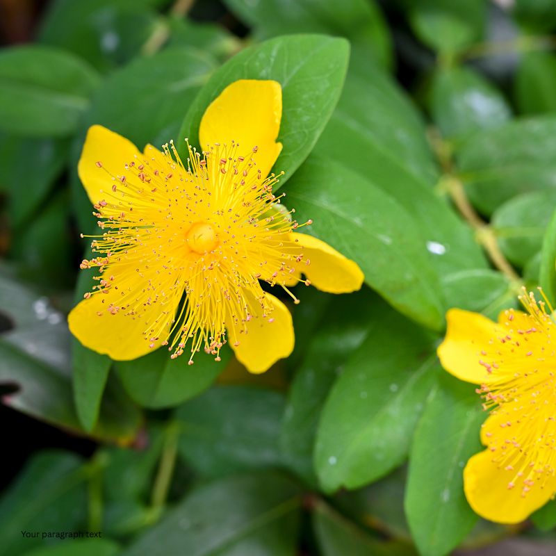 St Johns Wort
