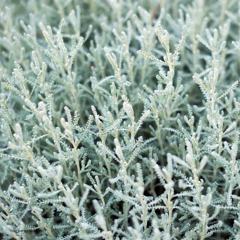 Cotton Lavender