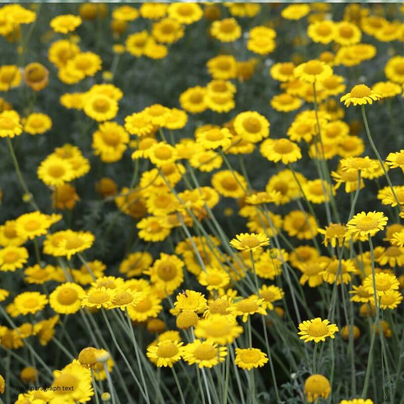Dyers Chamomile