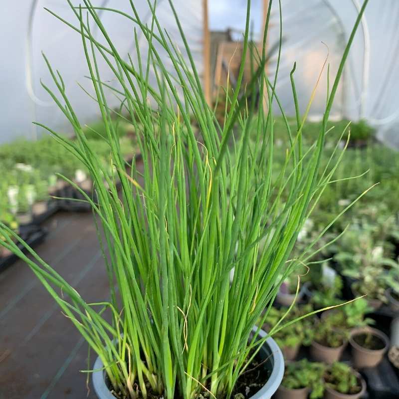 A pot of Chives in the polytunnel
