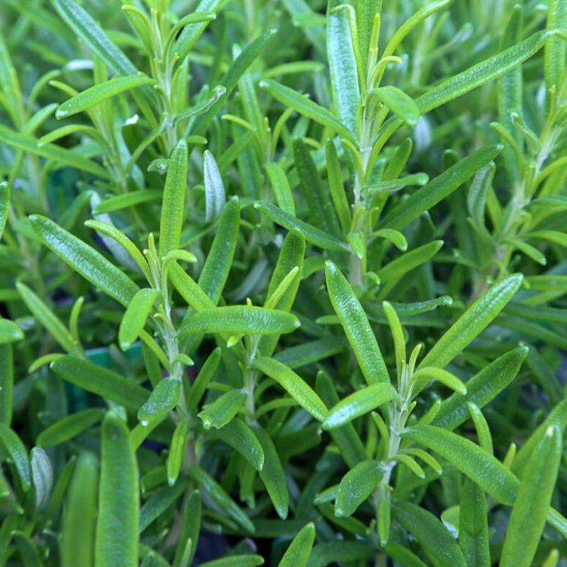 A close up of the green leaves of a lavender herb