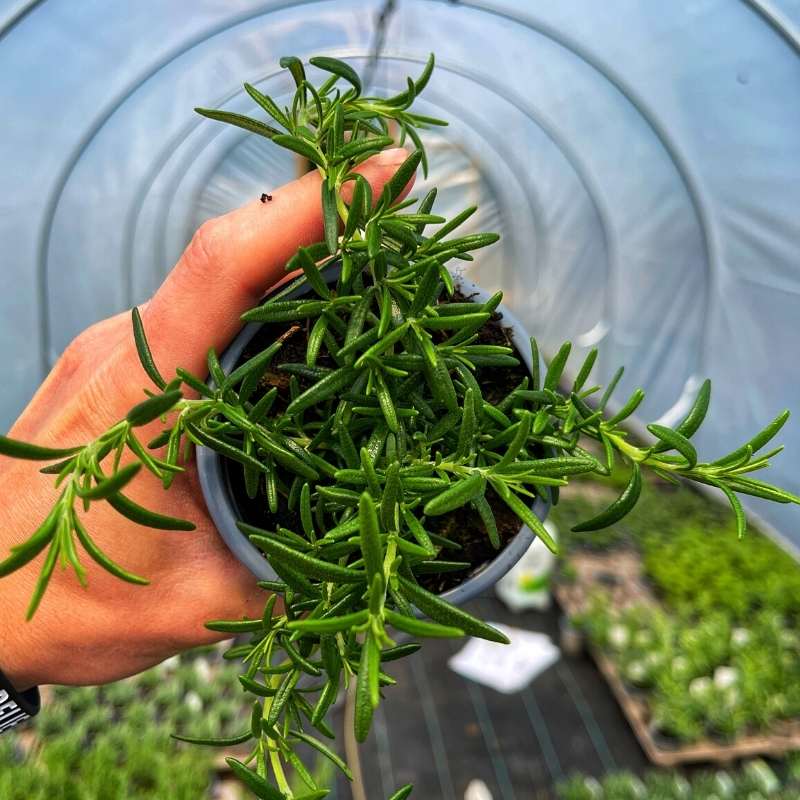 A pot of trailing rosemary held up in a polytunnel