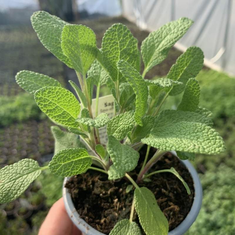 A pot of pastel sage in a polytunnel