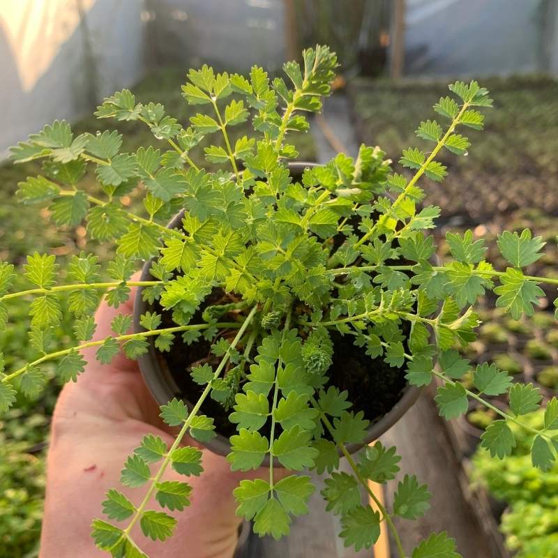 The architectural, green leaves of salad burnet in a pot