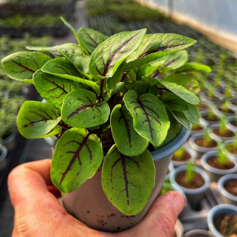 A pot of Sorrel Bloody Dock with red veined leaves