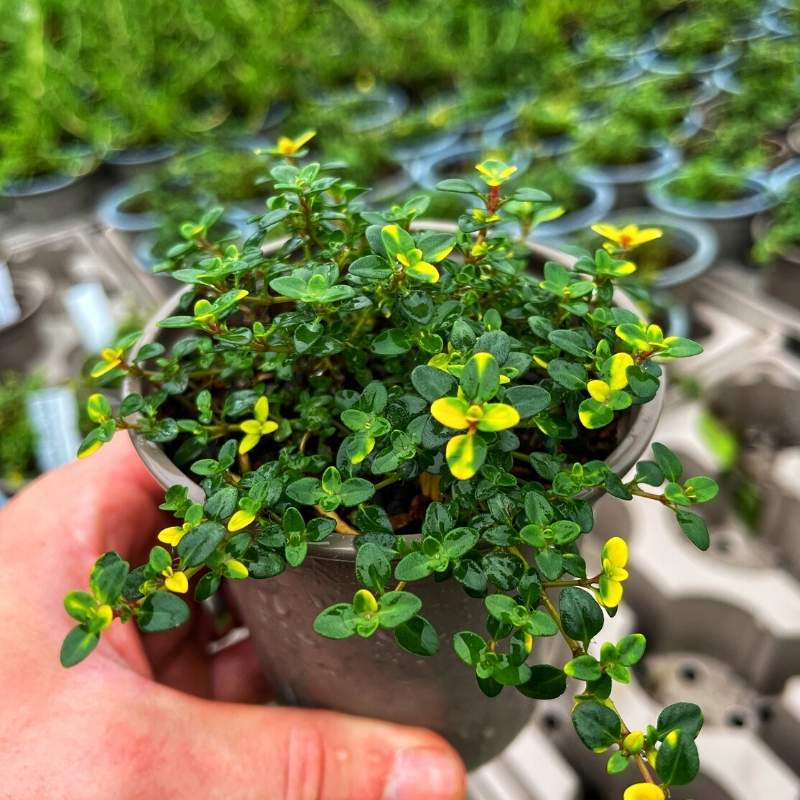 A Doone Valley thyme with dark green and yellow leaves