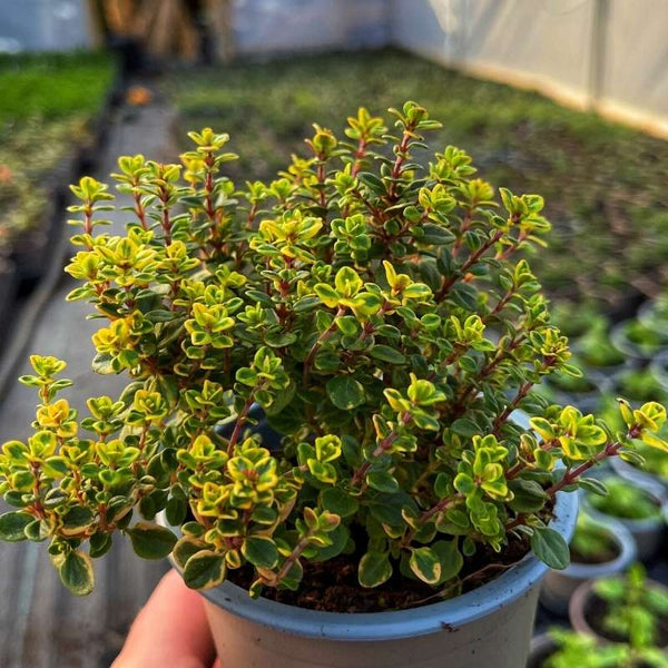 Lemon thyme where to buy (Lemon Thyme, essential oils) Lemon thyme where to buy