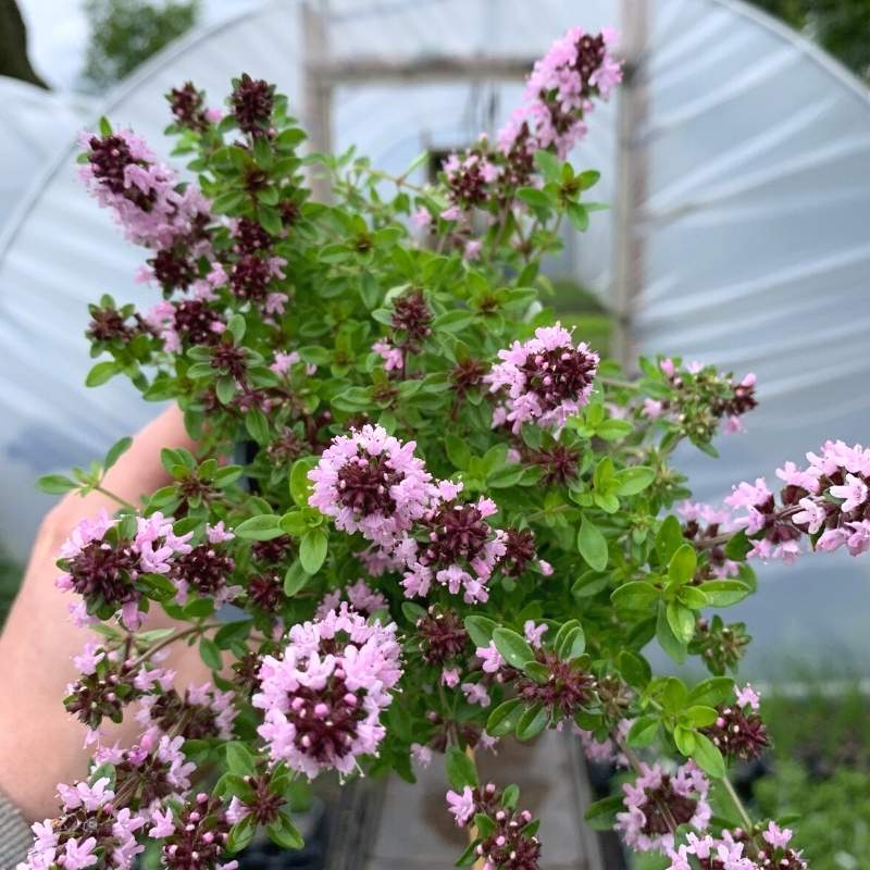 The pretty pink flowers of a Thyme Pink Ripple plant