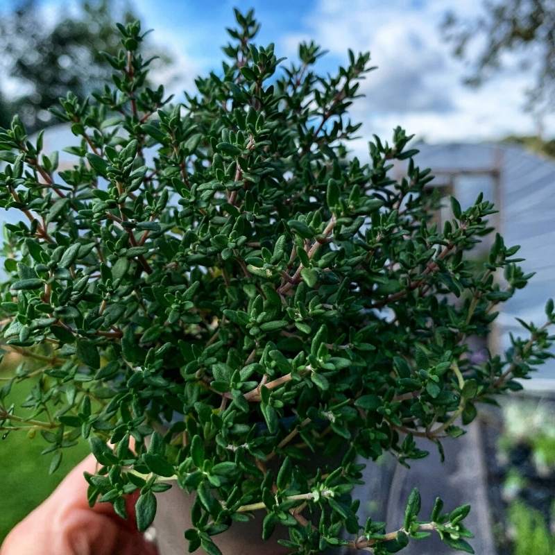 Small, green foliage on a thyme plant