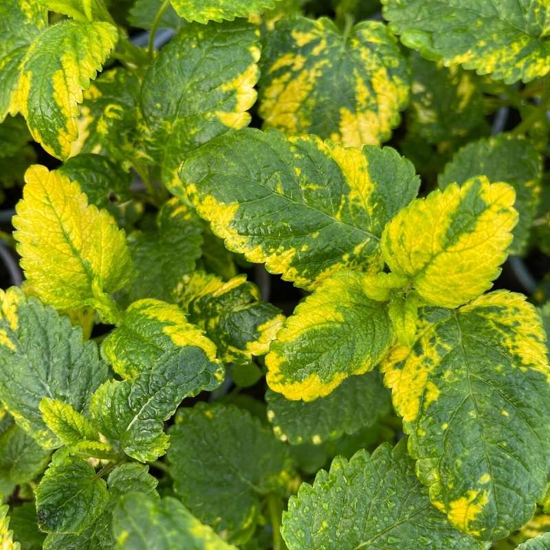 The mottled green and yellow leaves of variegated lemon balm