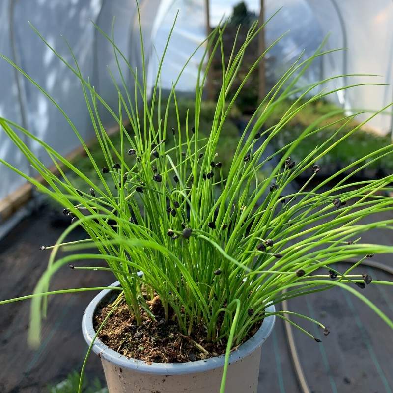 A pot of Garlic Chives in the polytunnel