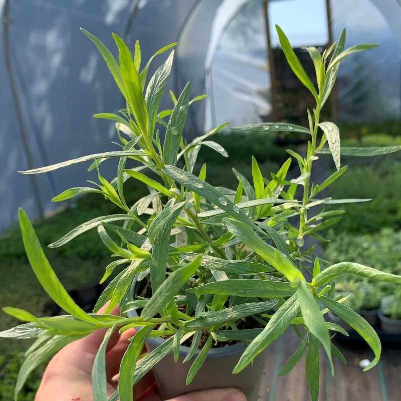 A pot of Fresh Tarragon in the polytunnel