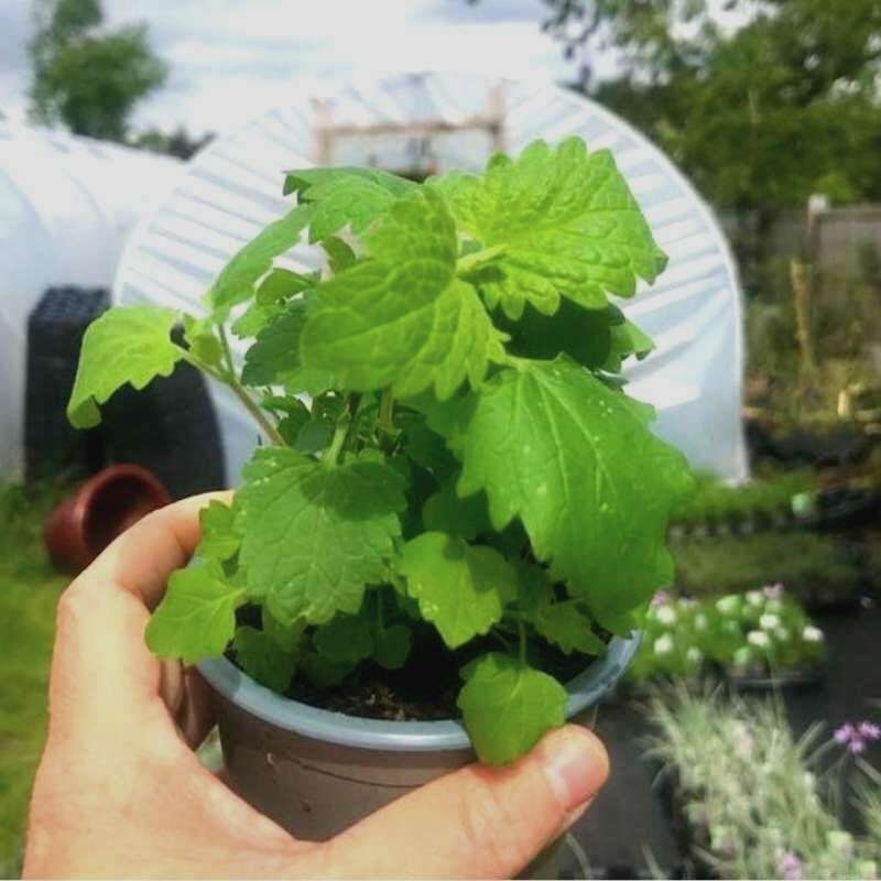 A pot of Catnip in front of a polytunnel