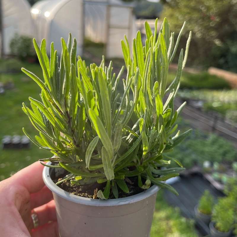 A potted garden herb of Lavender Twickel Purple