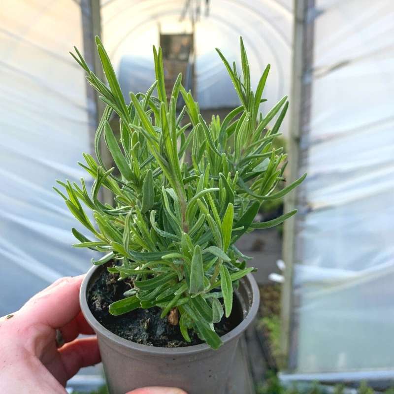 Hidecote Lavender potted in the polytunnel