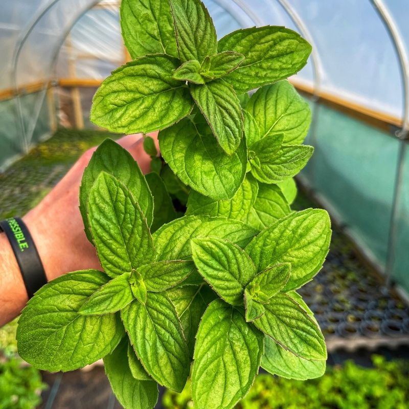 The green leaves of the herb Lemon Mint