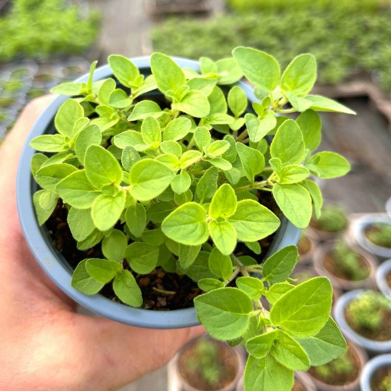 Marjoram 'Gold Tipped' Plants Urban Herbs UK