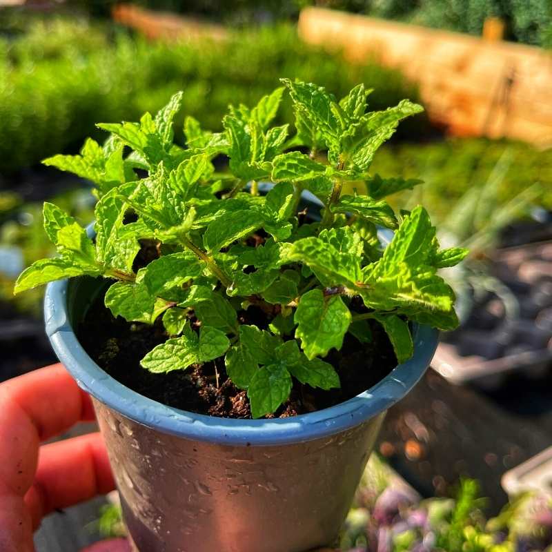 A pot of bright green moroccan mint in the sunshine