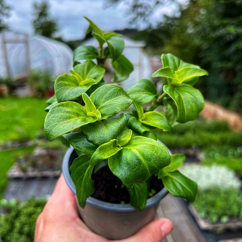 An unusual variety of potted herb, mushroom plant