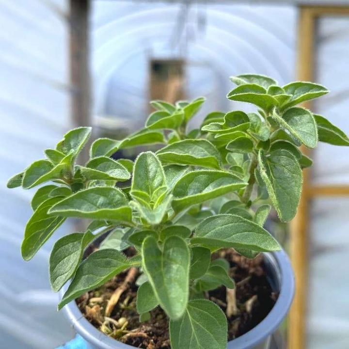 A potted herb of oregano in a polytunnel