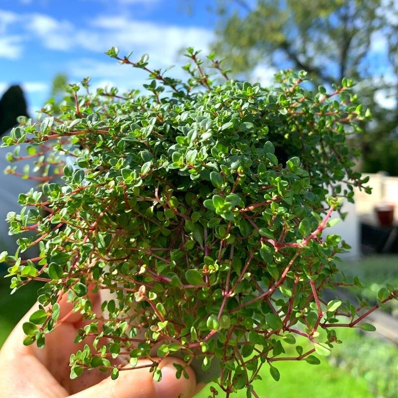 A trailing pot of Lilac Thyme in the sun