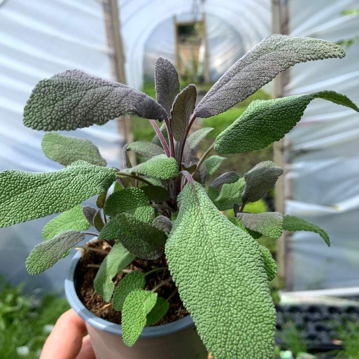 Purple sage in a pot in the polytunnel