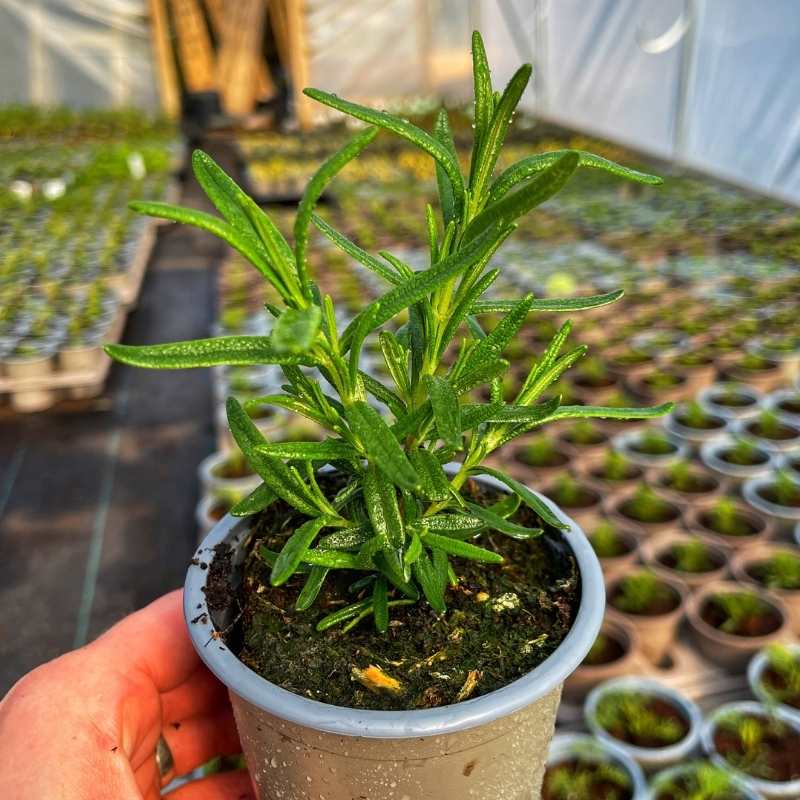 A pot of BBQ Rosemary in a polytunnel full of herbs