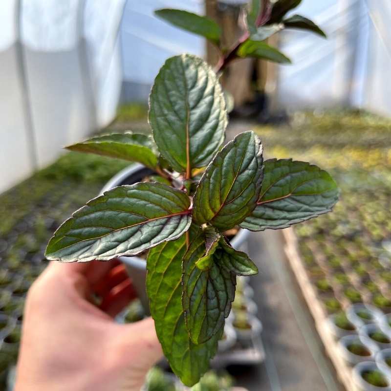 A pot of Black Peppermint in a polytunnel