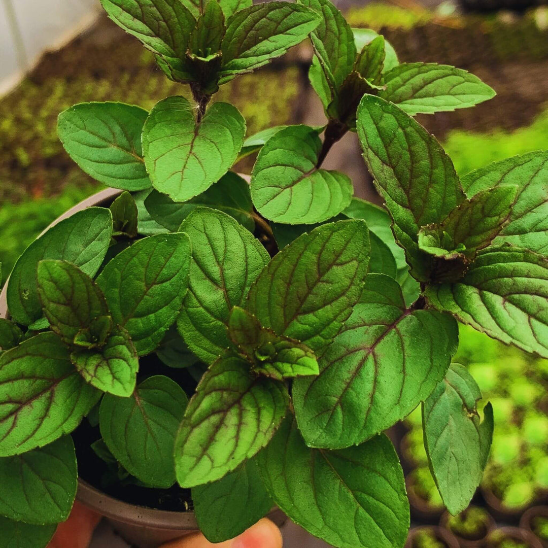 After Eight Mint Plant | Herb Plant