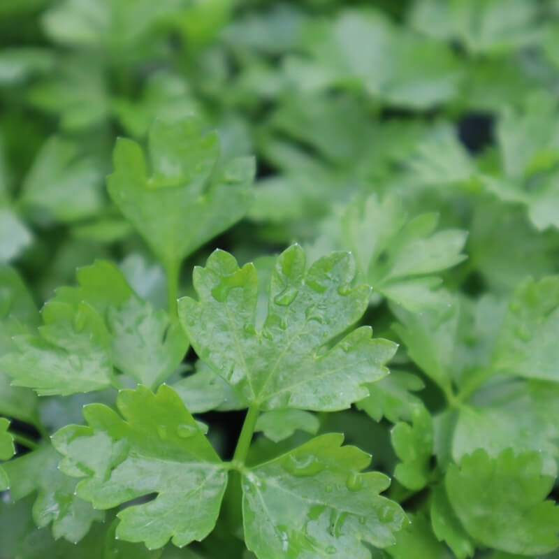 Japanese Parsley Plants