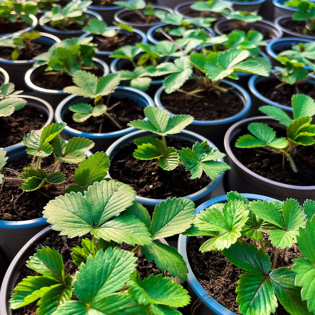 A selection of Alpine Strawberry plants