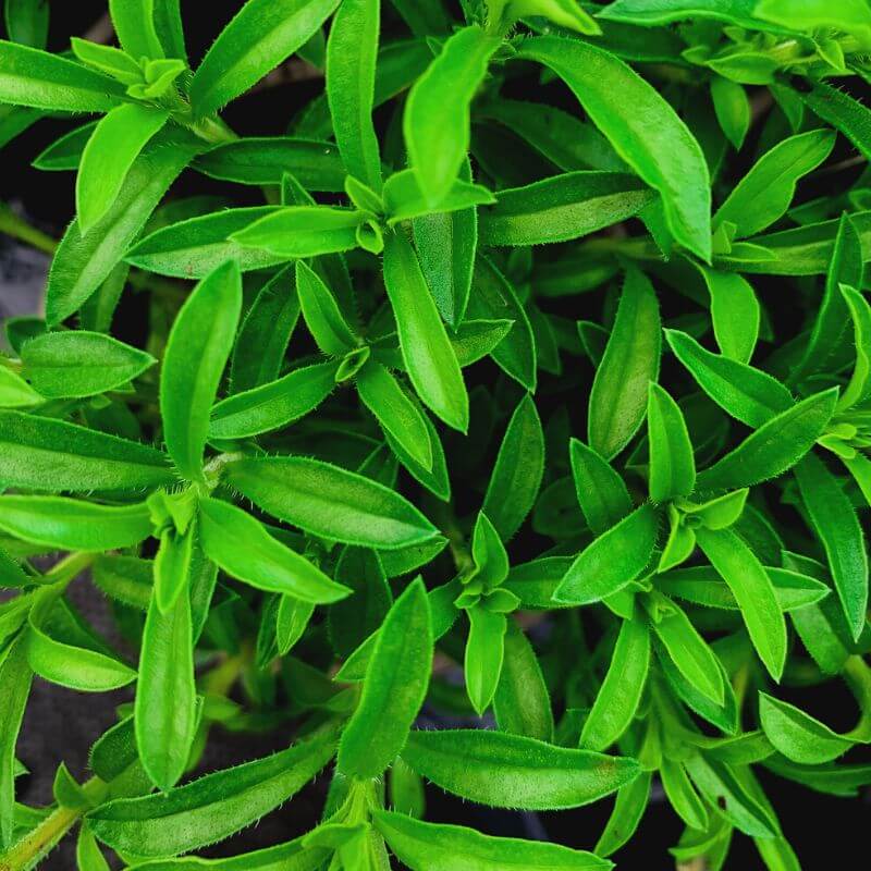 A close up shot of green winter savoury leaves