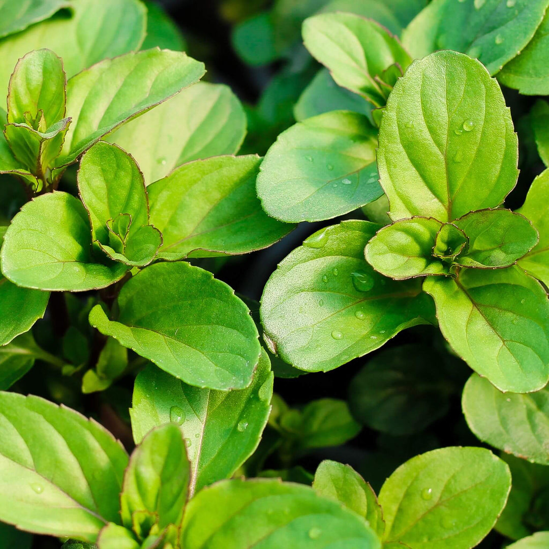A close up of a Basil Mint herb plant